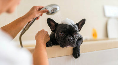 Why Some Dogs Hate the Bath (And How to Fix It)