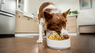 What is a Complete and Balanced Diet for Dogs?