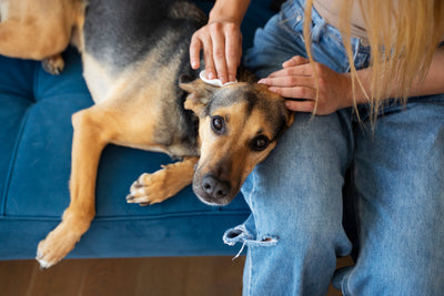 Found a Tick on Your Dog? Here is Exactly What to Do