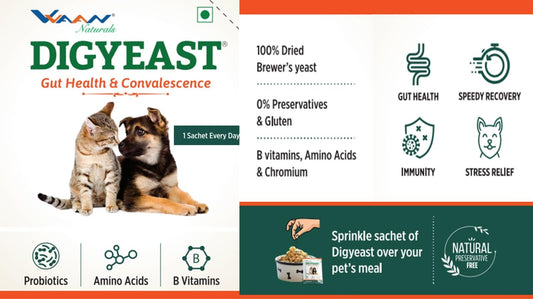 DIGYEAST POUCH 10 SACHET